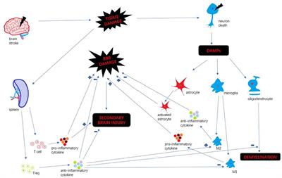 Immune response treated with bone marrow mesenchymal stromal cells after stroke